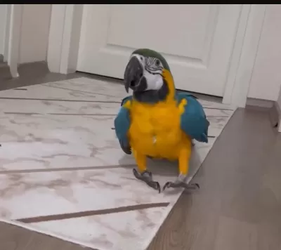 Full Evcil 2024 Bilezikli Macaw