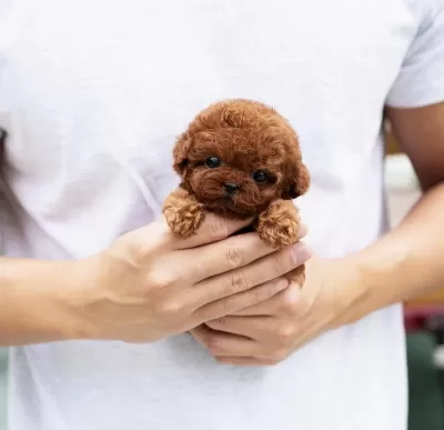 Şecereli Toy Poodle Yavrular Ruhsatlı Üretim Çiftliği