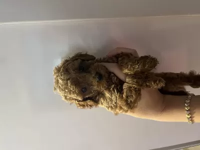 Toy Poodle Yavru Köpeğimiz