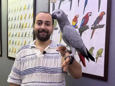 100 Kelime Konuşan Full Evcil Jako Papağani