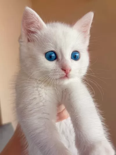 British Shorthair 4 Aylık Yavru Kedimiz