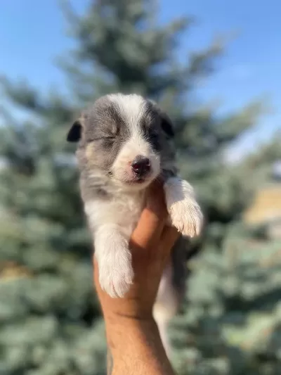 Çok Özel Nadir Olan Blue Border Collie Yavrularımız