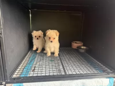 Sağlıklı Pomeranian Spitz
