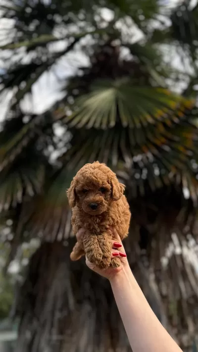 Harika Toypoodle Bebekler