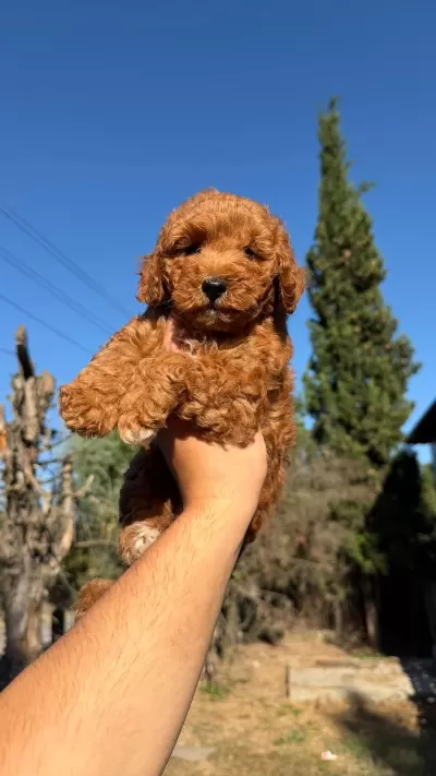 Sağlıklı Toypoodle Bebekler