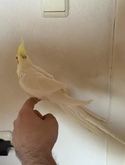 Kırmızı Göz Erkek Lutino Sultan Papağanı