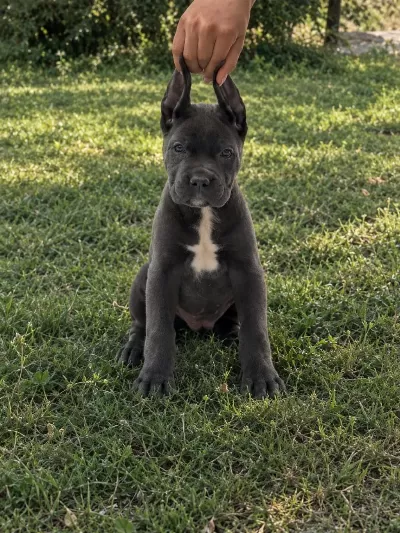 Harika Anatomi Cane Corso Yavrular
