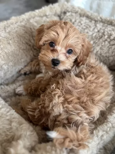 Kg Garantili Maltipoo Yavrularimiz