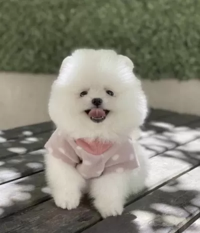 Pomeranian Boo Yavru