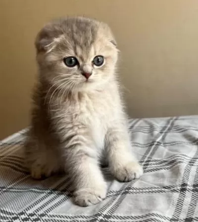 Safkan Anne Ve Babadan Scottish Fold