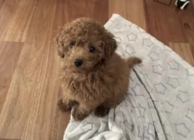 Toy Poodle İçin Ulaşin