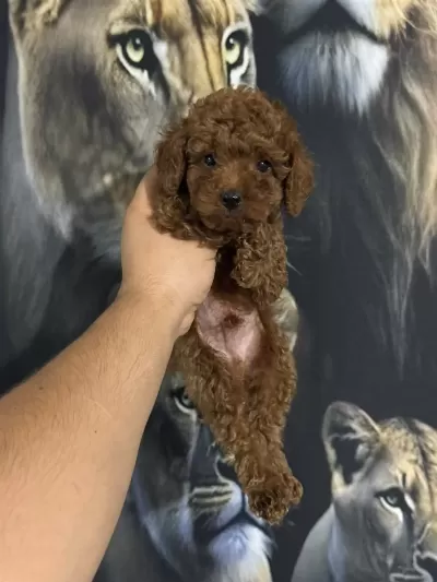 Kore Kan Poodle Yavrularimiz