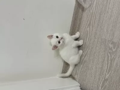British Shorthair Yavru Erkek