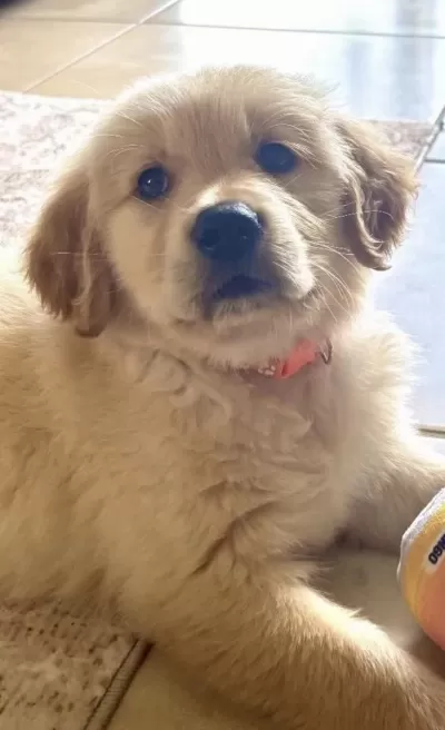 Golden Retriever Köpeği