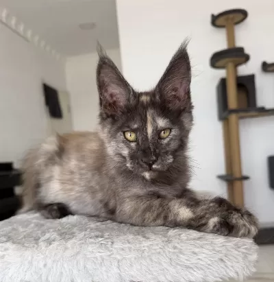 Maine Coon Dişi Black Tortie Pet Şecereli
