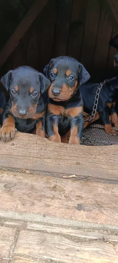 Üst Kalite Doberman Yavruları
