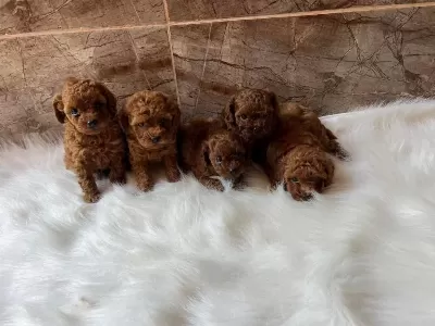 Aşili Toy Poodle Yavrularimiz