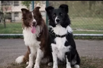 Sağlıklı Border Collie Yavrular