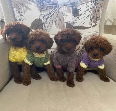 Ruhsatli Poodle Evinden Erkek Dişi Poodle Bebeklerim