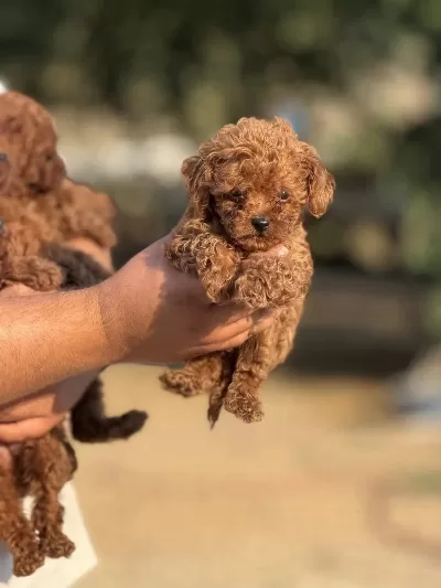 Çiş Eğitimli Sağlik Garantili Aşili Toy Poodle