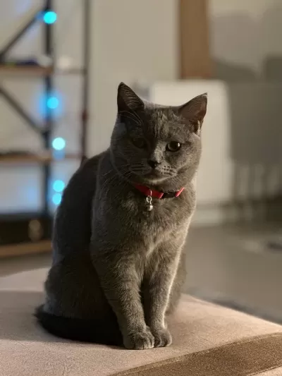 3 Yaşında Shorthair Dişi