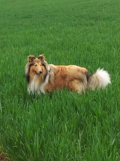 Rough Collie ( Lessie ) Yavrulari