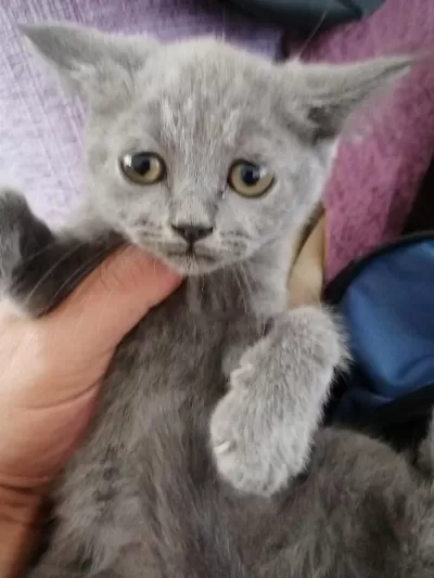 55 Günlük British Shorthair Dişi