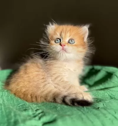 Aşırı Tatlı Ny24 Golden British Longhair