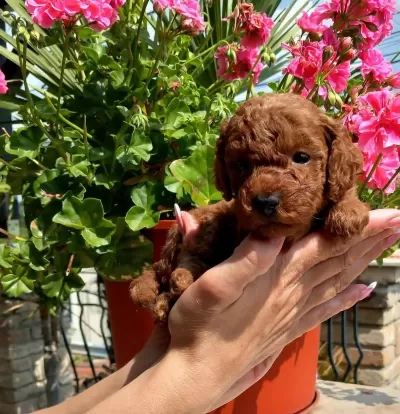 Ruhsatli Köpek Çiftliğinden Toypoodle Yavrularimiz