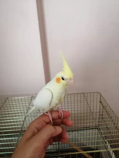 3 Aylık Yavru Sultan Papağanı