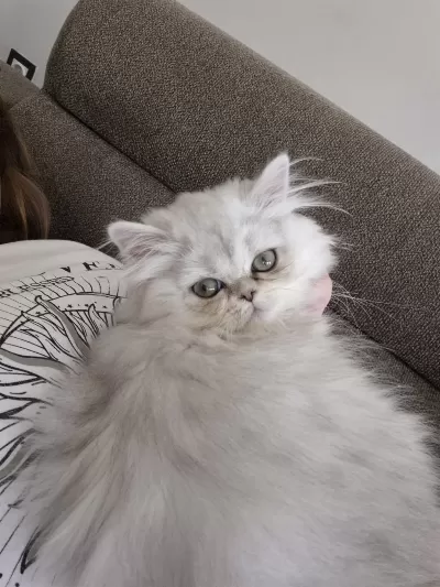 Dünyalar Güzeli Safkan Yavru British Longhair Ns11