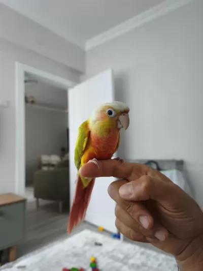 Yavru Suncheek Konur Papağanı
