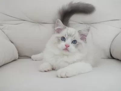 Full Şecereli Ragdoll Yavruları