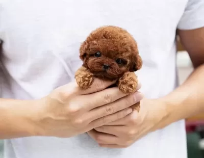 Ruhsatlı Yetiştiriciden Teacup Toy Poodle