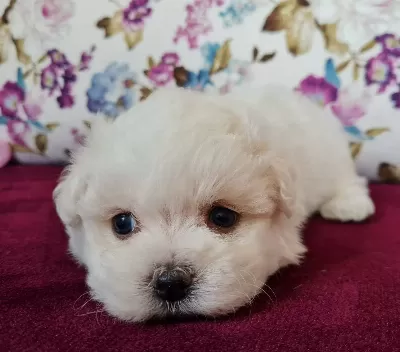 Kısa Bacak Mini Kore Kanı Maltese Terrier Bebekler