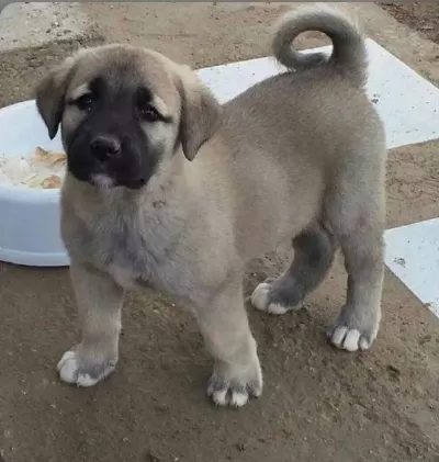 Üst Kalite Safkan Kangal Yavrularimiz