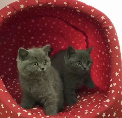 Blue British Shorthair Yavrular