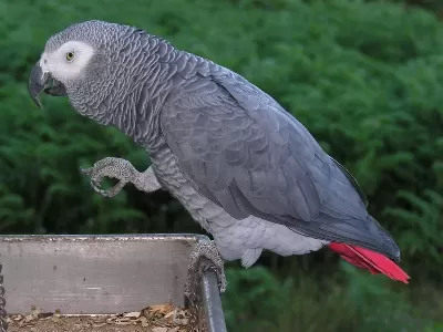 11 Yaşında Evcil Jako Papağanı