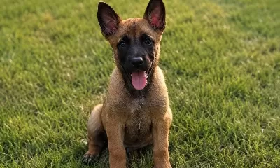 Fci Kif A Şecere Working Malinois Yavrular