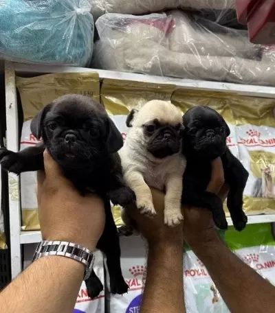 Astronot Pug Şekerler