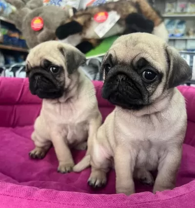 Hamburger Surat Gül Kuyruk Pug Mops