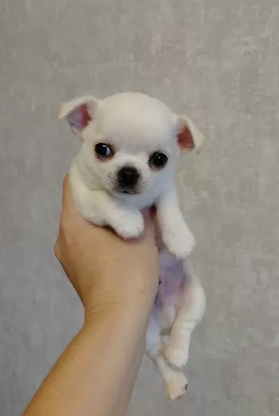 Teacup Cep Boy Chihuahua Bebeklerim