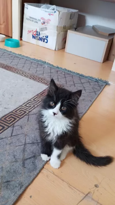 2.5 Aylık British Longhair Yavru Kedilere Yuva Arıyoruz