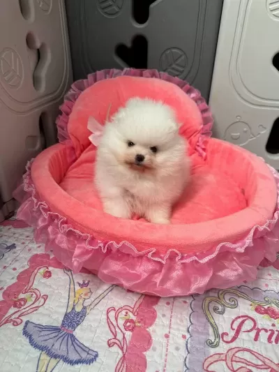 Pomeranian Boo Köpeğimiz İçin Ulaşın