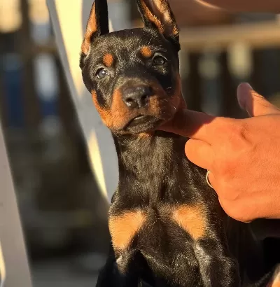 Mükemmel Yapılı Doberman Yavrular