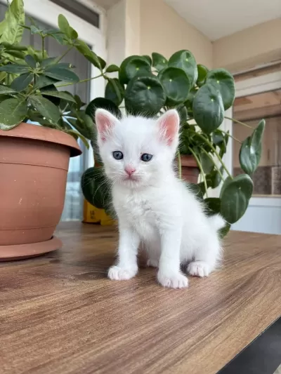 10 Kediye Yuva Arıyoruz