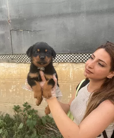 Irk Ve Sağlık Garantili Güzel Rottweiler Yavrularım