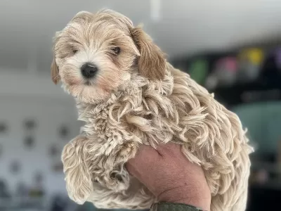 Petmode Köpek Çiftliğinden Kore Maltipoo