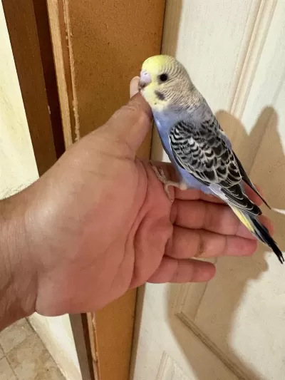 33 Günlük Konuşturmalik Bebek Muhabbet Kuşlar
