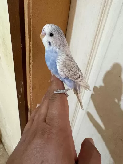 34 Günlük Konuşturmalik Bebek Muhabbet Kuşu